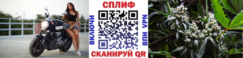 Бошки марихуана гибрид  KRAKEN   Шагонар  как найти закладки 